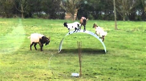 goats on a metal sheet|Goats playing on a metal sheet .